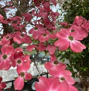 Meet your Posher, Kelli